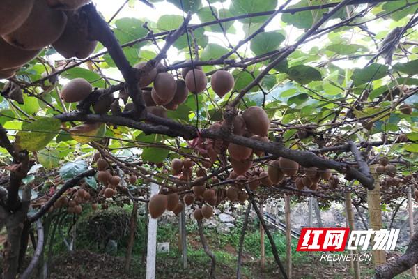 北湖区安和街道:就业产业两不误,茶叶“打赢”收*战官**