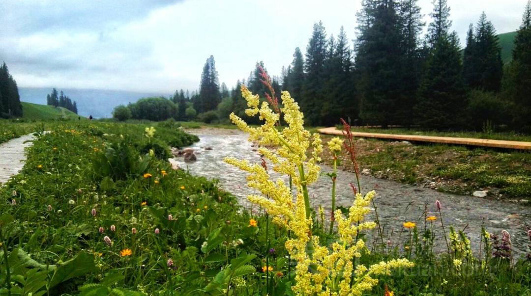 北疆的水美,北疆的美歌曲完整版