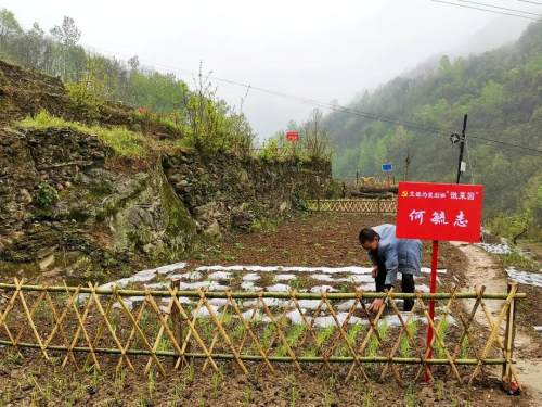 能否就近实现老农的“种菜梦”呢？看看白河县这个村的“云菜店”和“微菜园”