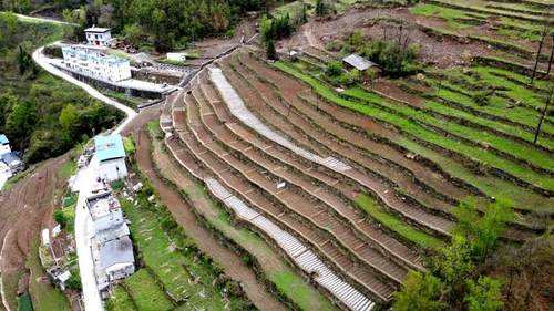 能否就近实现老农的“种菜梦”呢？看看白河县这个村的“云菜店”和“微菜园”