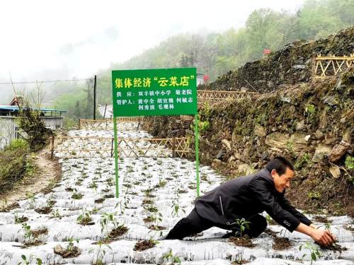 能否就近实现老农的“种菜梦”呢？看看白河县这个村的“云菜店”和“微菜园”