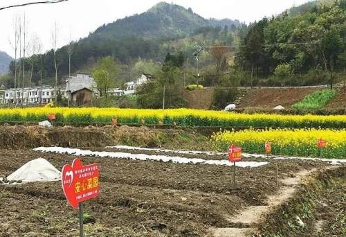 能否就近实现老农的“种菜梦”呢？看看白河县这个村的“云菜店”和“微菜园”