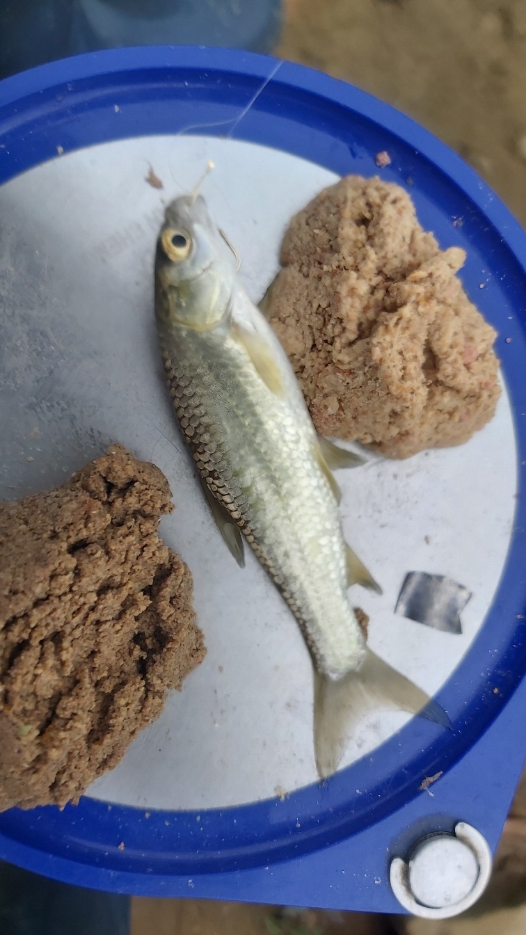 邕江巴西军团覆灭小记，钓友全军出击