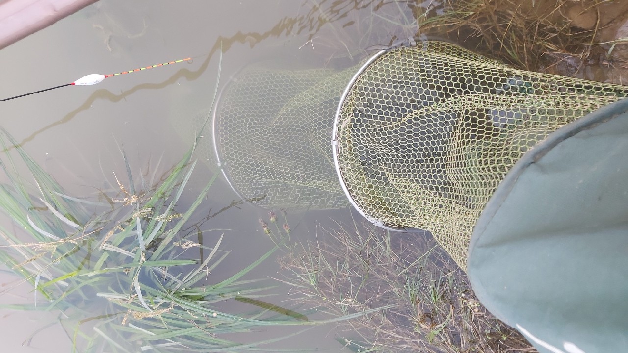 邕江巴西军团覆灭小记，钓友全军出击