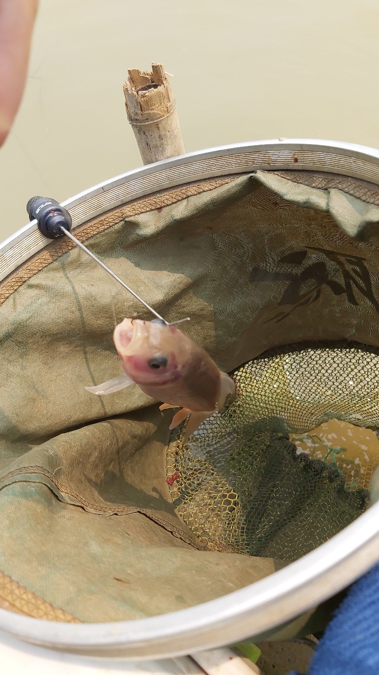 邕江巴西军团覆灭小记，钓友全军出击