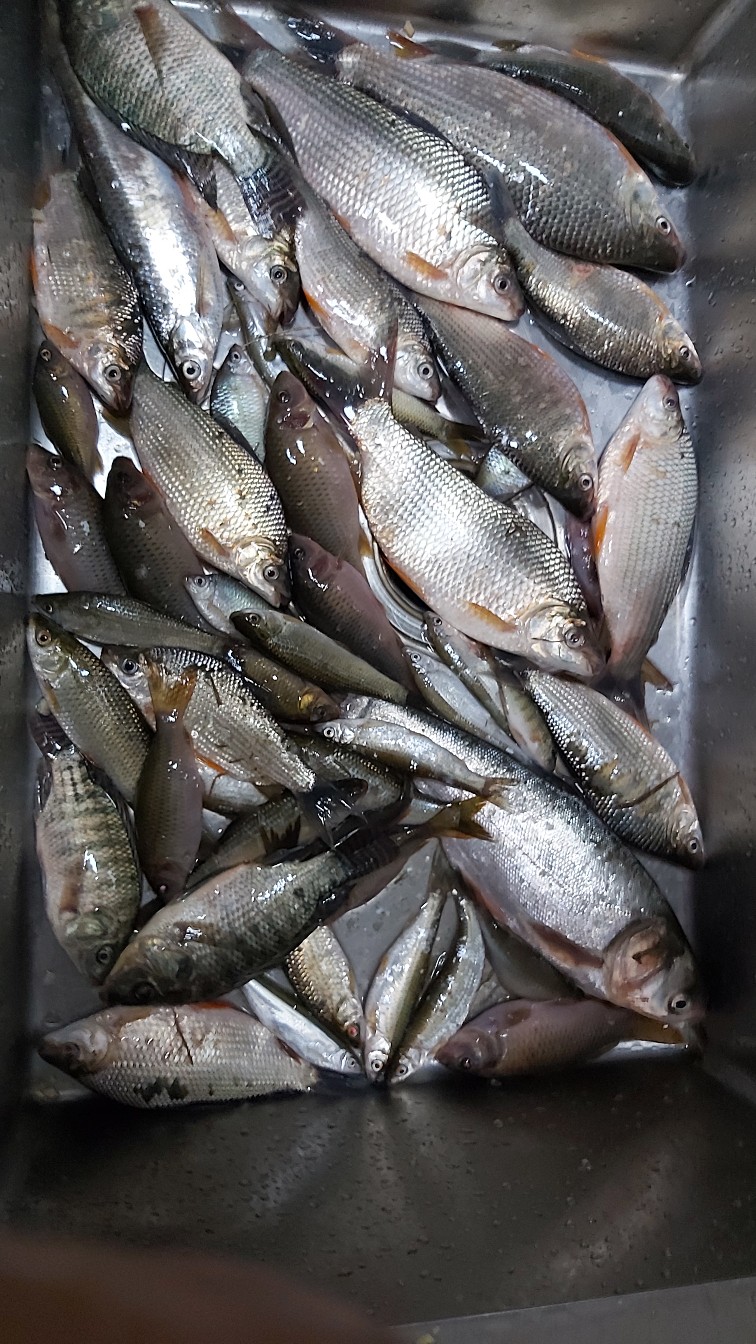 邕江巴西军团覆灭小记，钓友全军出击