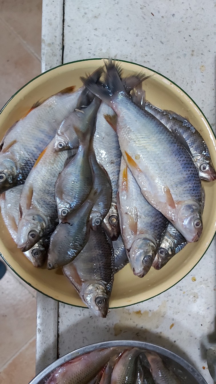 邕江巴西军团覆灭小记，钓友全军出击