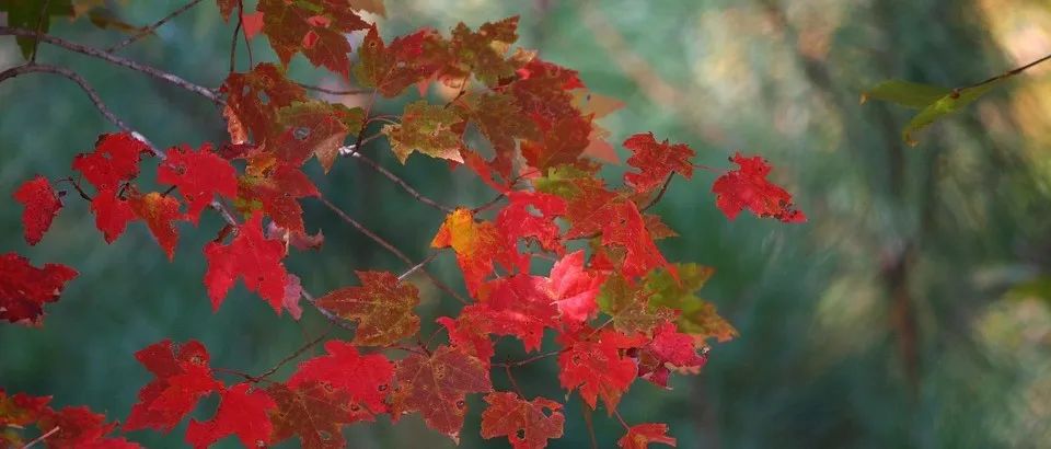 如何快速生成词云图,学习通怎么生成词云