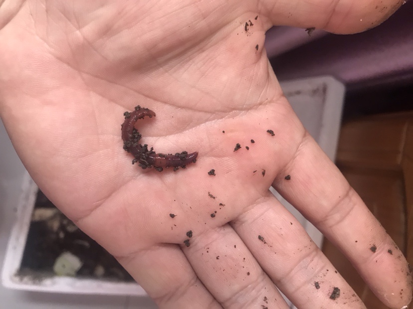 「春季开钓」分享薯香配料制作和蚯蚓的保鲜方法