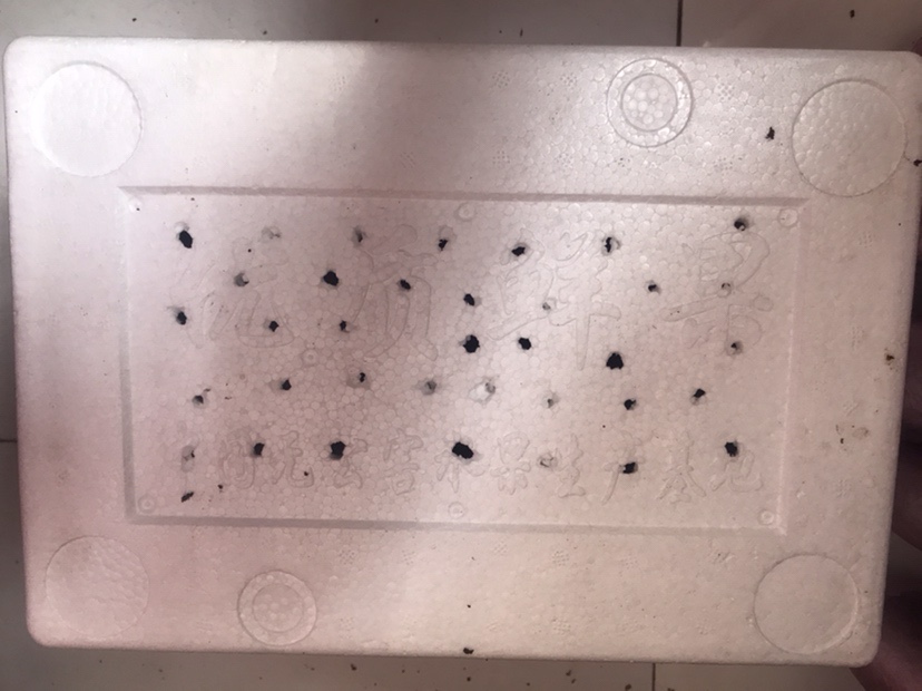 「春季开钓」分享薯香配料制作和蚯蚓的保鲜方法