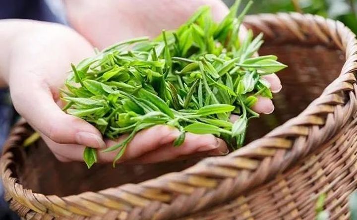 好茶不怕晚，好茶很好喝……今年不容易，好茶还不贵！“特惠版”东坑“雨前茶”今天上线