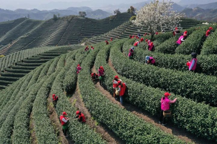 好茶不怕晚，好茶很好喝……今年不容易，好茶还不贵！“特惠版”东坑“雨前茶”今天上线