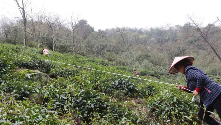 好茶不怕晚，好茶很好喝……今年不容易，好茶还不贵！“特惠版”东坑“雨前茶”今天上线