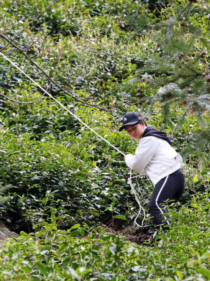 好茶不怕晚，好茶很好喝……今年不容易，好茶还不贵！“特惠版”东坑“雨前茶”今天上线