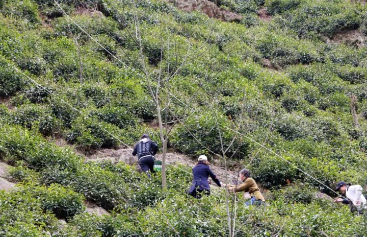 好茶不怕晚，好茶很好喝……今年不容易，好茶还不贵！“特惠版”东坑“雨前茶”今天上线