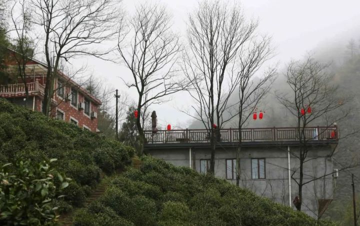 好茶不怕晚，好茶很好喝……今年不容易，好茶还不贵！“特惠版”东坑“雨前茶”今天上线