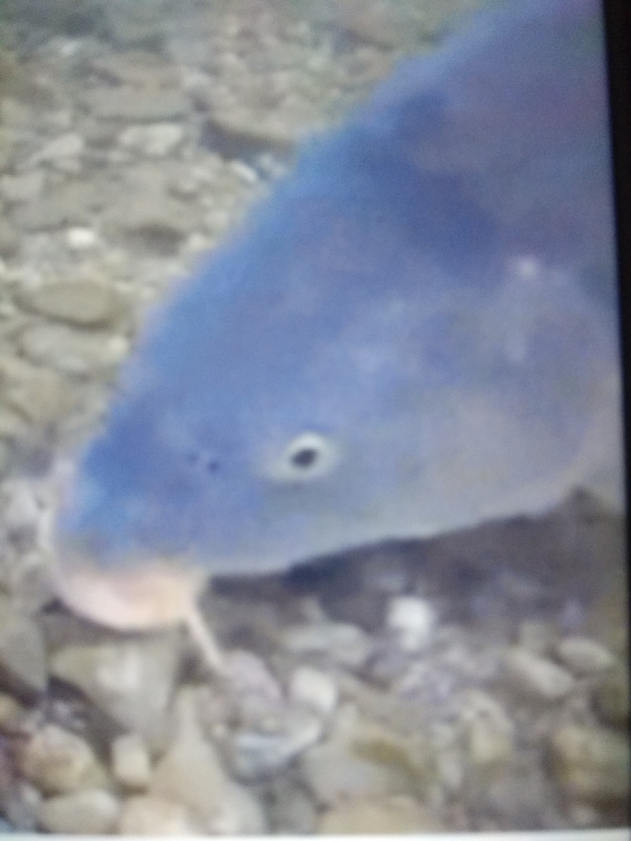 为什么涨水后钓鱼好钓,涨水之后鱼会变多吗