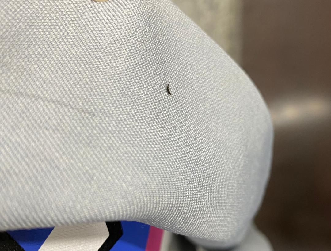 树上为什么那么多小黑虫,树上小黑虫