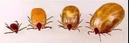 树上为什么那么多小黑虫,树上小黑虫