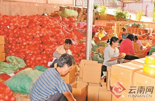 建水洋葱滞销,云南洋葱滞销原因