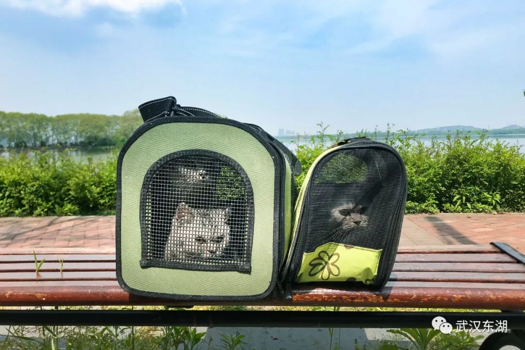 武汉解封后,我最先奔向了东湖