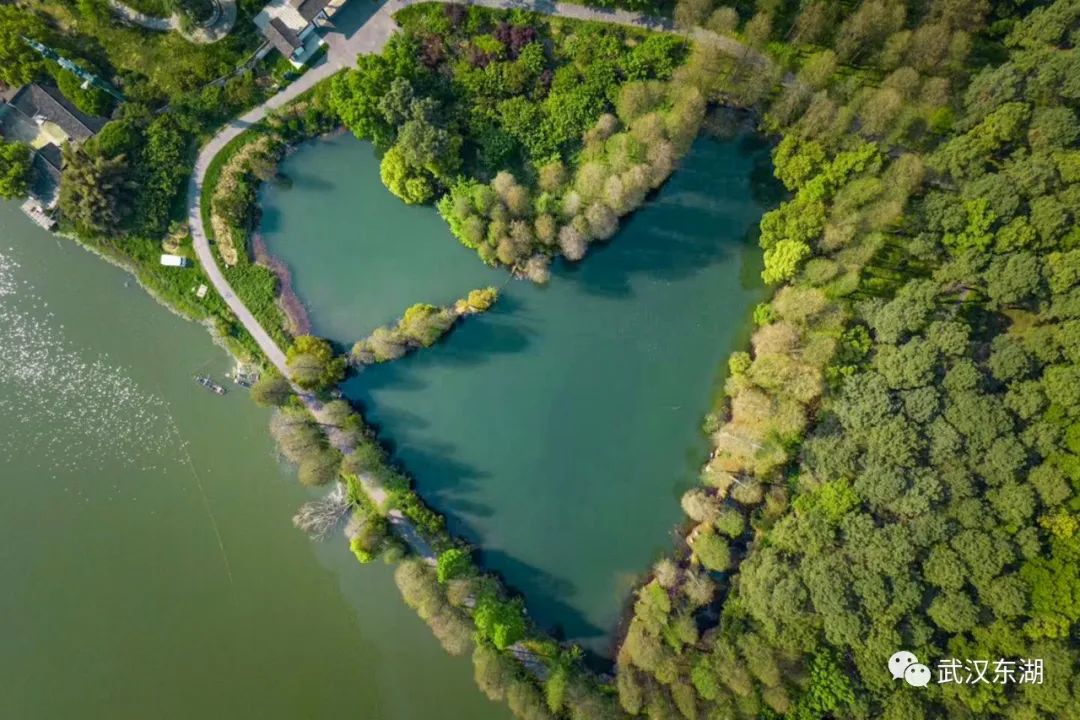 武汉解封后,我最先奔向了东湖