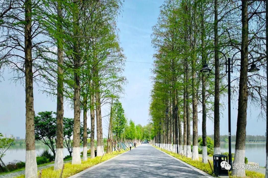 武汉解封后,我最先奔向了东湖
