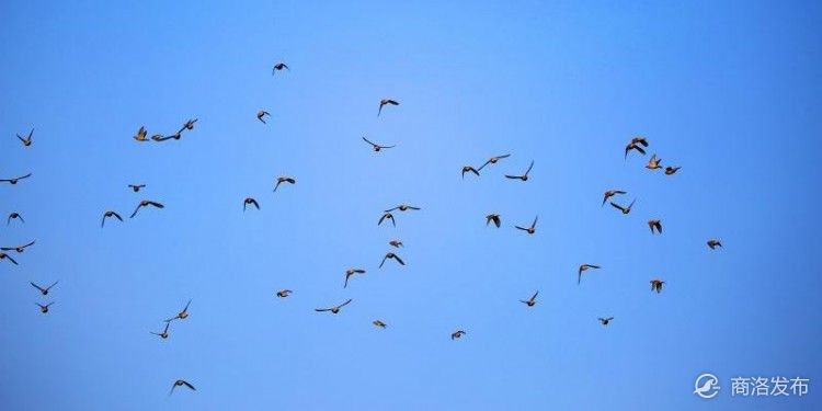 手机号注册免费申请,手机号注册