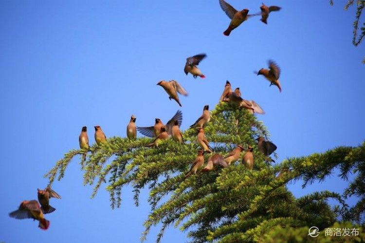 手机号注册免费申请,手机号注册