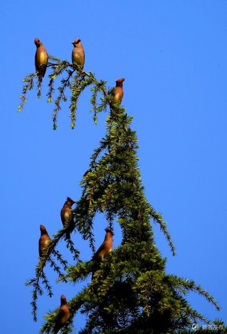 手机号注册免费申请,手机号注册
