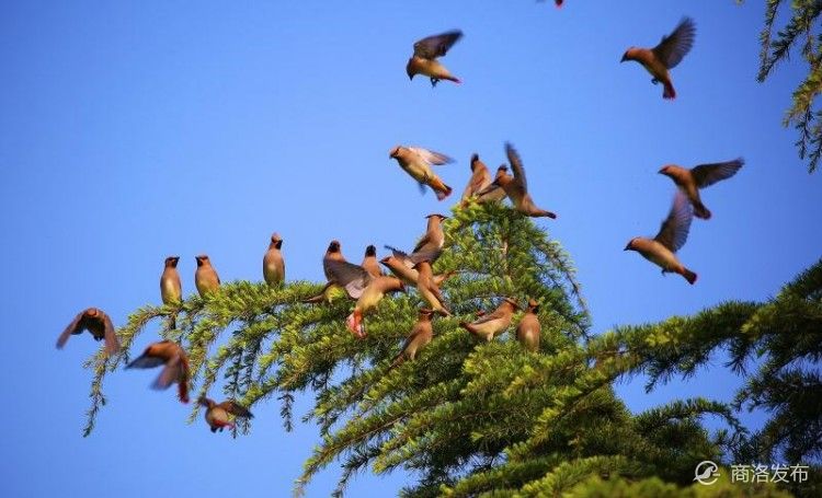 手机号注册免费申请,手机号注册