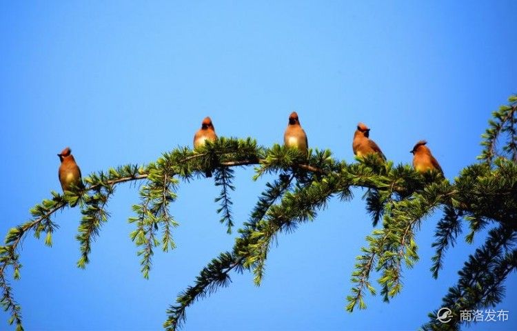 手机号注册免费申请,手机号注册