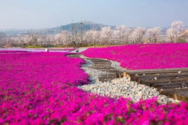 我从花海中归来！花仙子4月15日盛大开园
