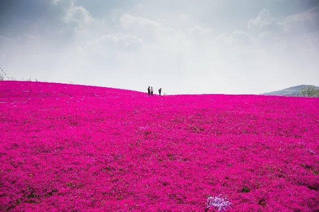 我从花海中归来！花仙子4月15日盛大开园