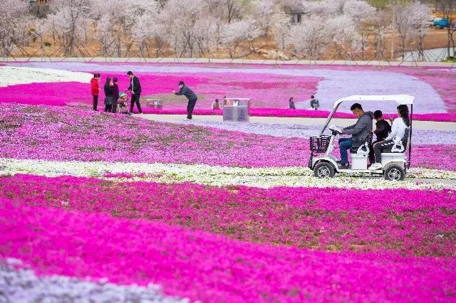我从花海中归来！花仙子4月15日盛大开园