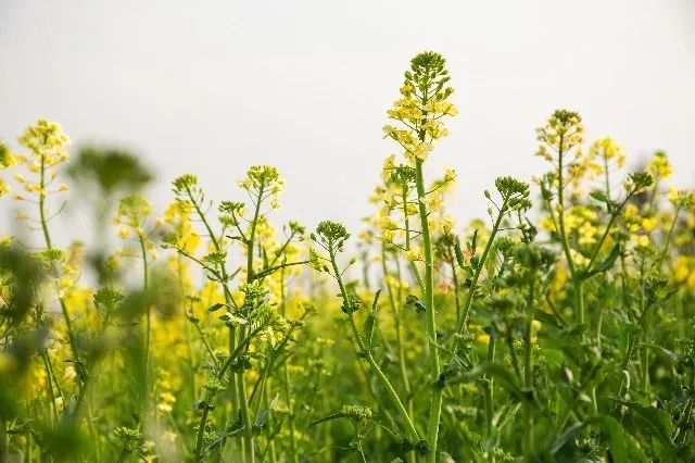 我从花海中归来！花仙子4月15日盛大开园