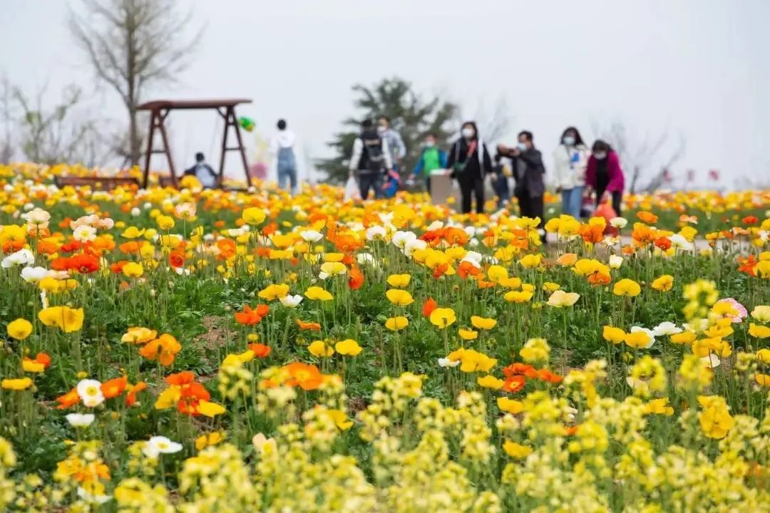 我从花海中归来！花仙子4月15日盛大开园