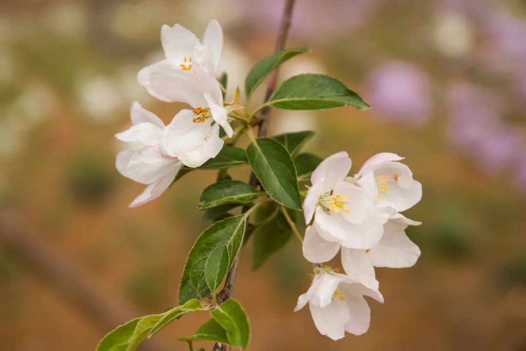 我从花海中归来！花仙子4月15日盛大开园