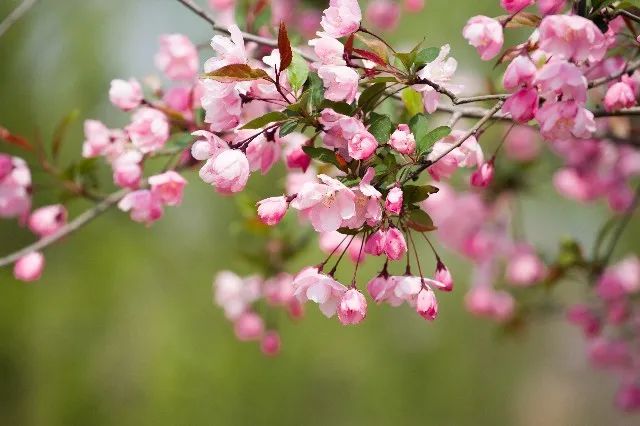 我从花海中归来！花仙子4月15日盛大开园
