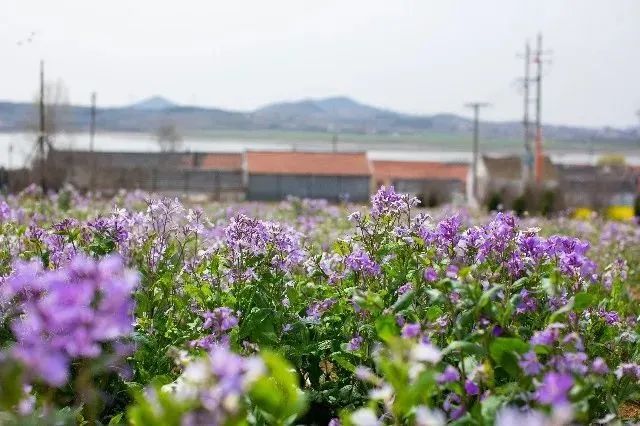 我从花海中归来！花仙子4月15日盛大开园