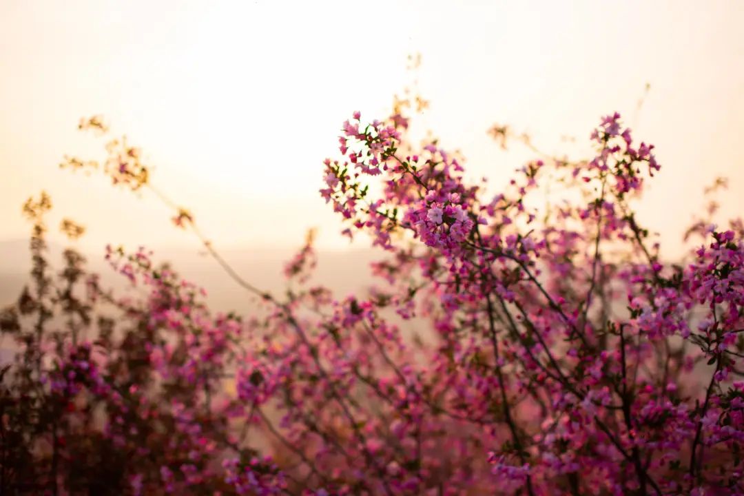 我从花海中归来！花仙子4月15日盛大开园