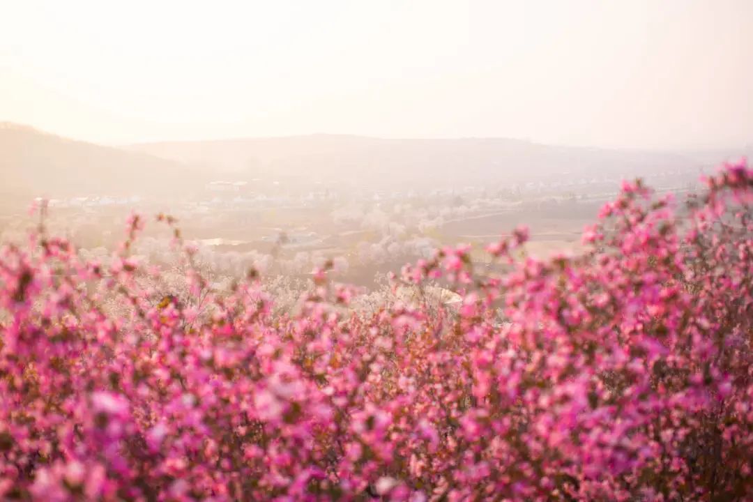我从花海中归来！花仙子4月15日盛大开园