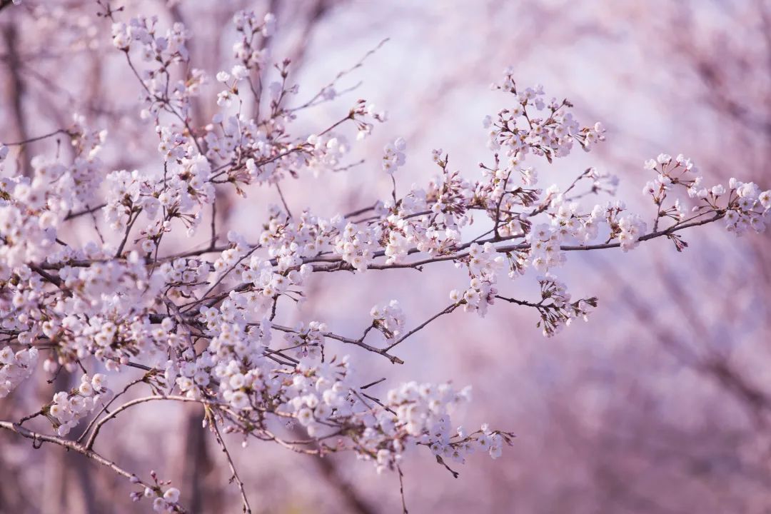 我从花海中归来！花仙子4月15日盛大开园
