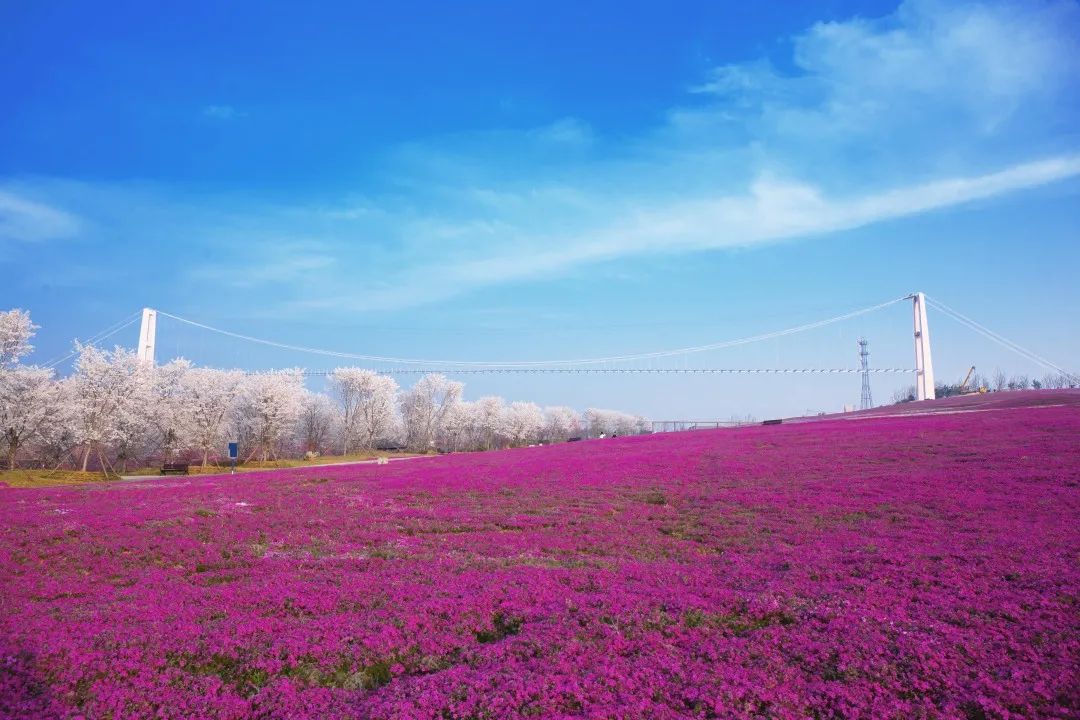 我从花海中归来！花仙子4月15日盛大开园