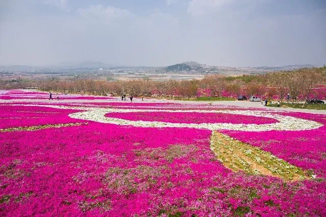 我从花海中归来！花仙子4月15日盛大开园