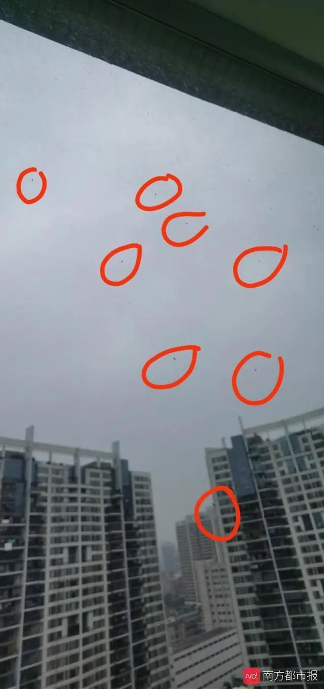 树上为什么那么多小黑虫,树上小黑虫