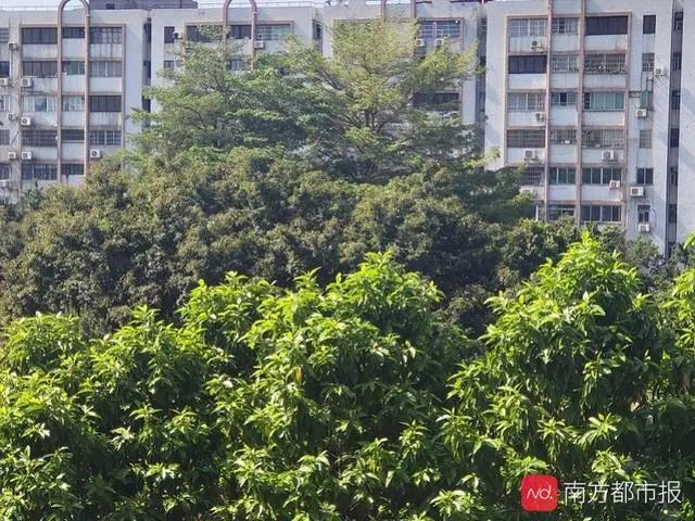 树上为什么那么多小黑虫,树上小黑虫