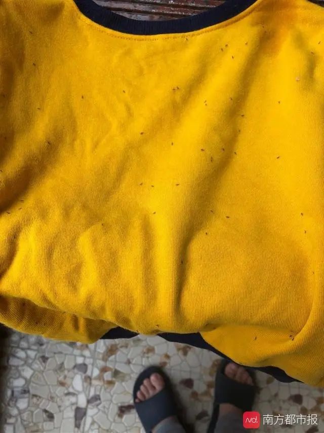 树上为什么那么多小黑虫,树上小黑虫