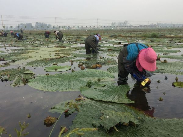 宿迁泗阳:“外号书记”的富民情怀