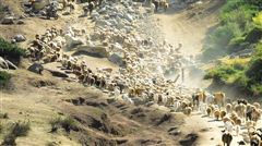 青海刚察县有几个乡镇,青海刚察视频